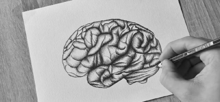 drawing of brain