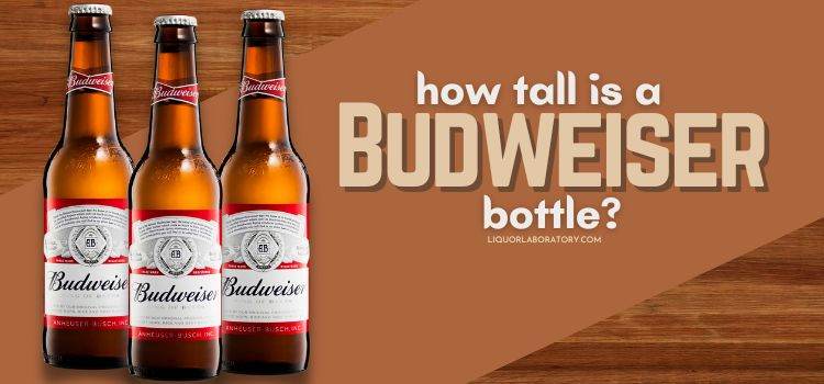 How Tall Is a Budweiser Bottle