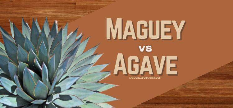 Maguey vs Agave